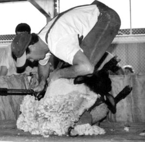 Sheep Shearing